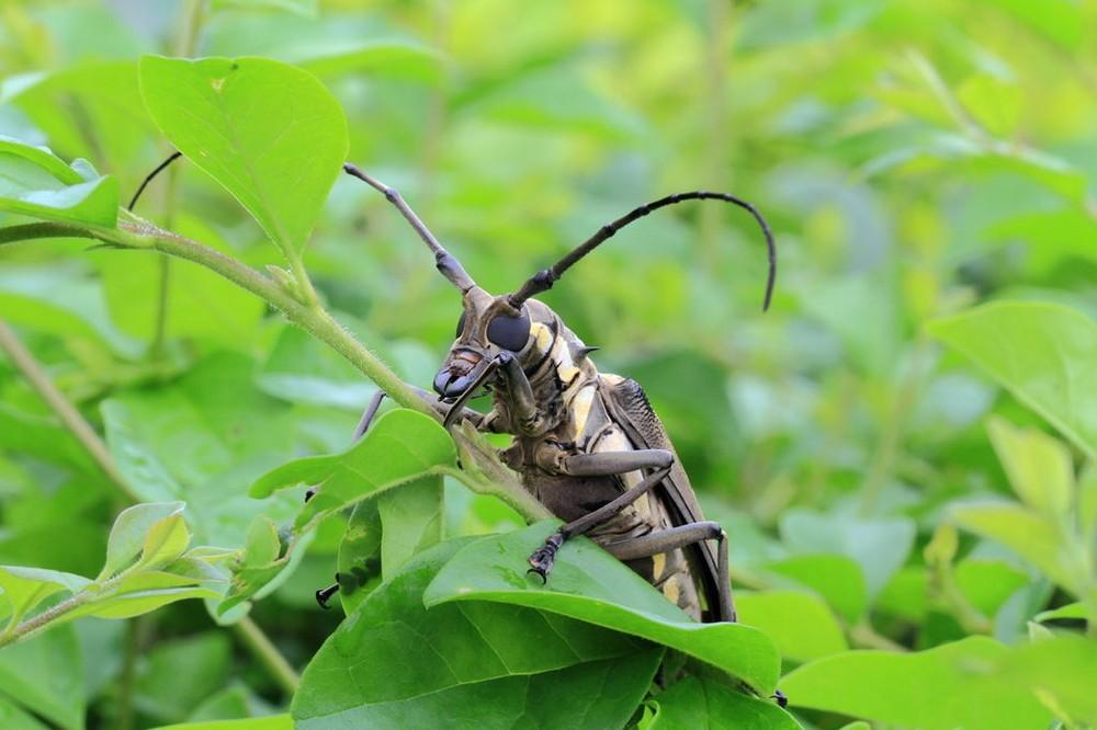 威武巾帼——天牛红绿黄的撞色搭配夺人眼球隐藏着一对亮黄色带黑边的