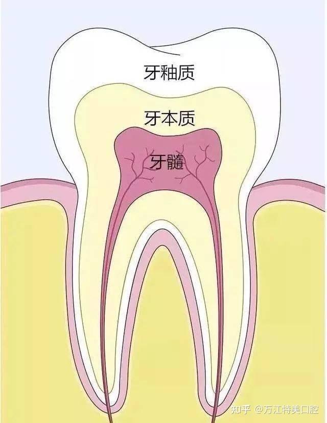 知道这个牙齿常识,口腔疾病从此远离你 - 知乎