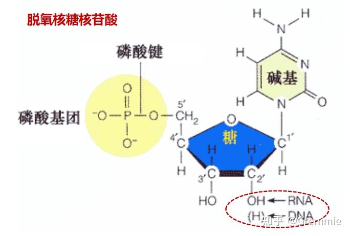 带你入门基因组(上) - 知乎