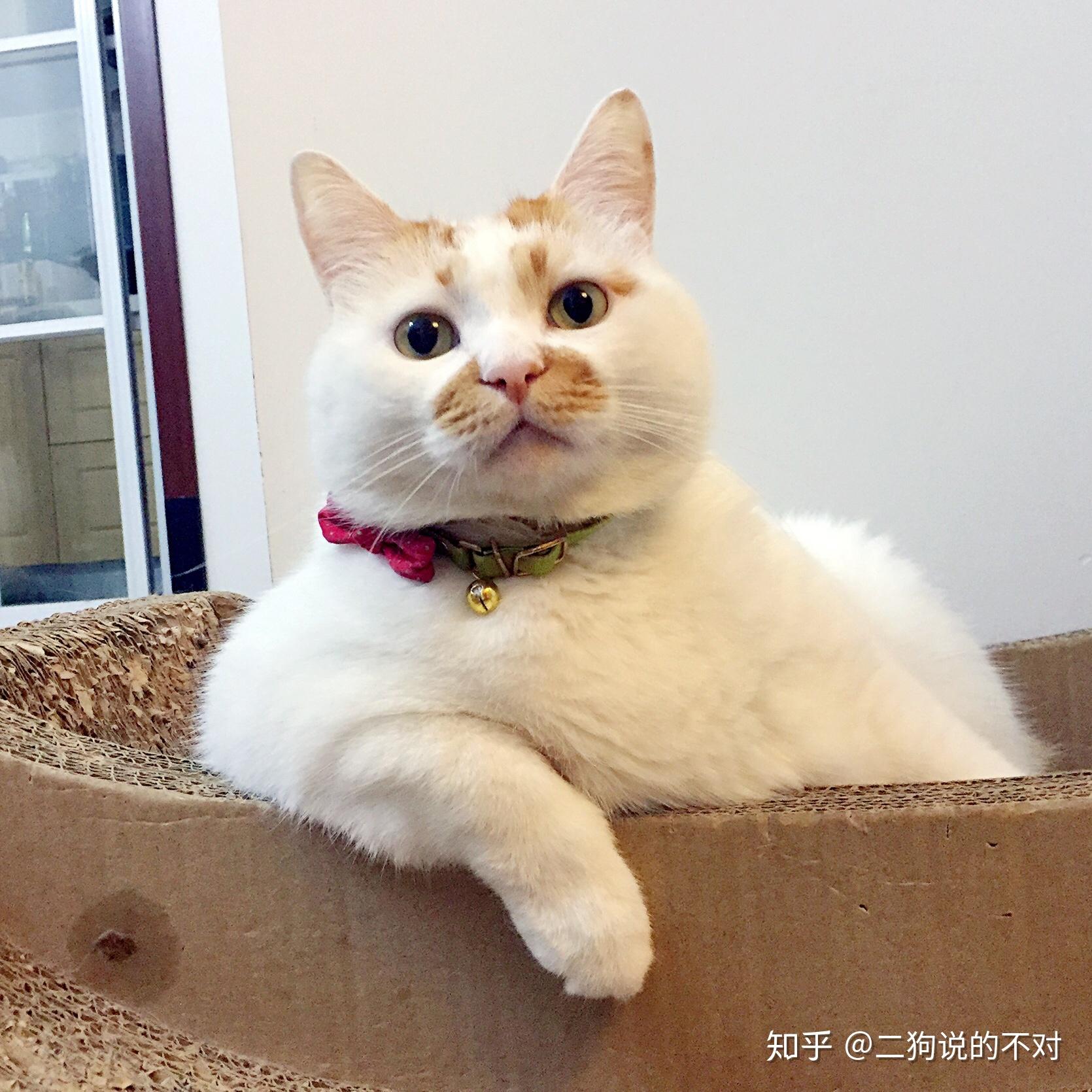 如何看待锤子科技「强迫」坚果 TNT 预定用户