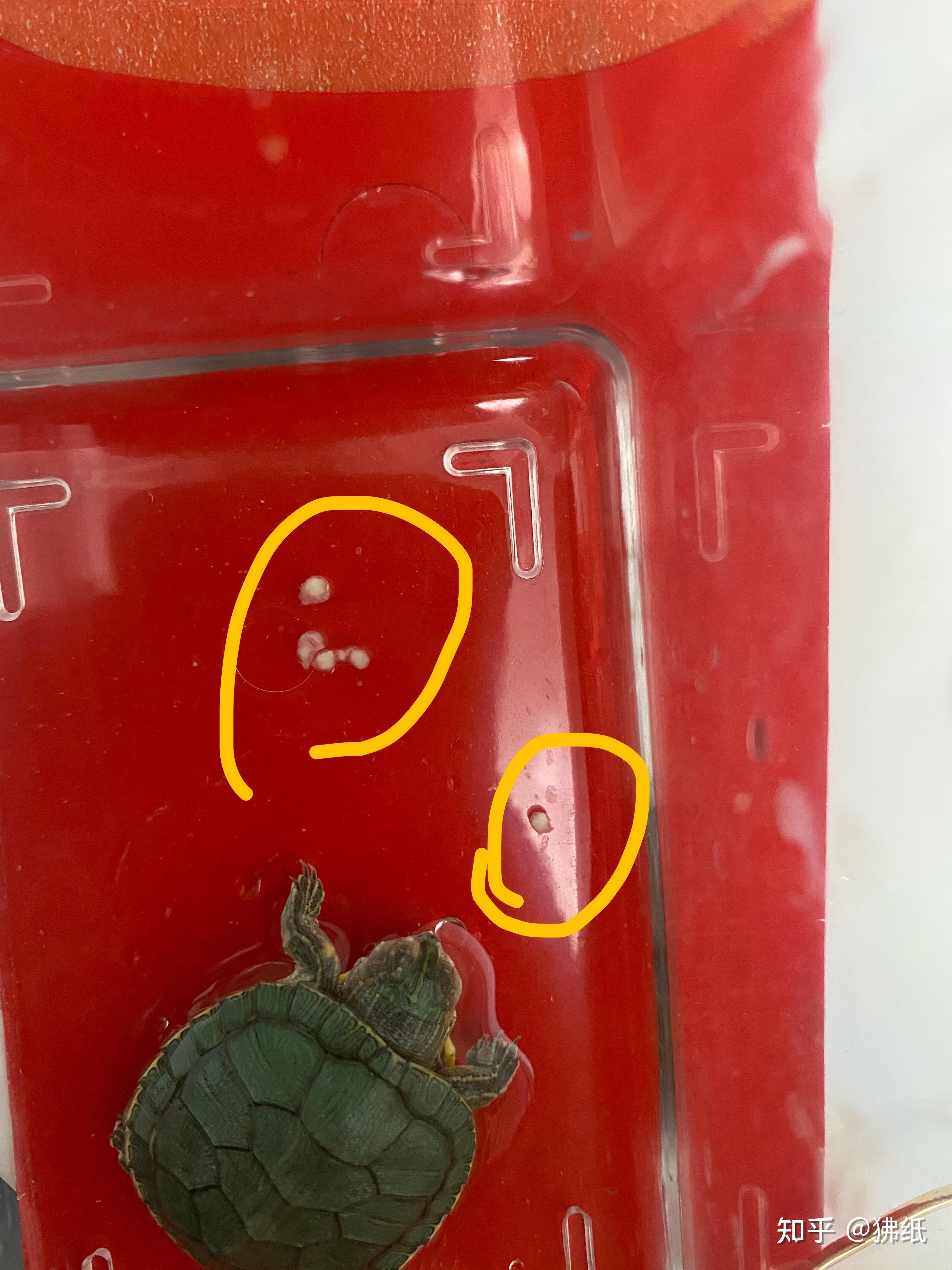 乌龟缸里有白色絮状物图片