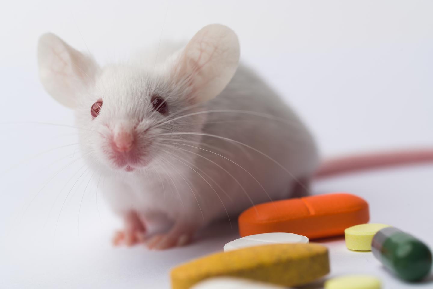 tamoxifen诱导creert2小鼠使用指南