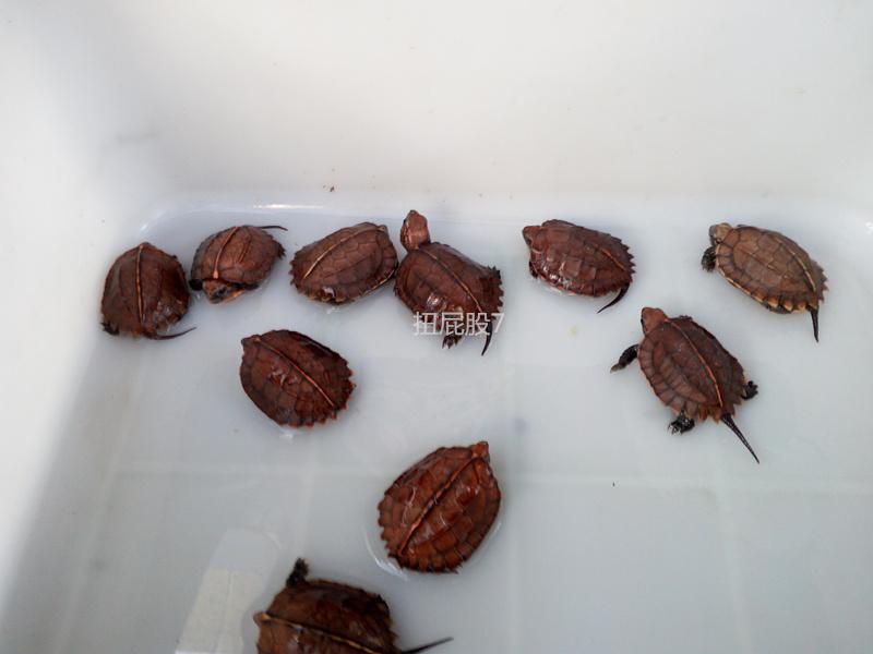 锯缘苗在出壳后,在湿润的环境上做好收脐口的工作,在脐口完全收敛后