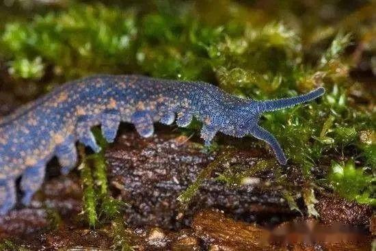 蜕皮动物总门—有爪动物门