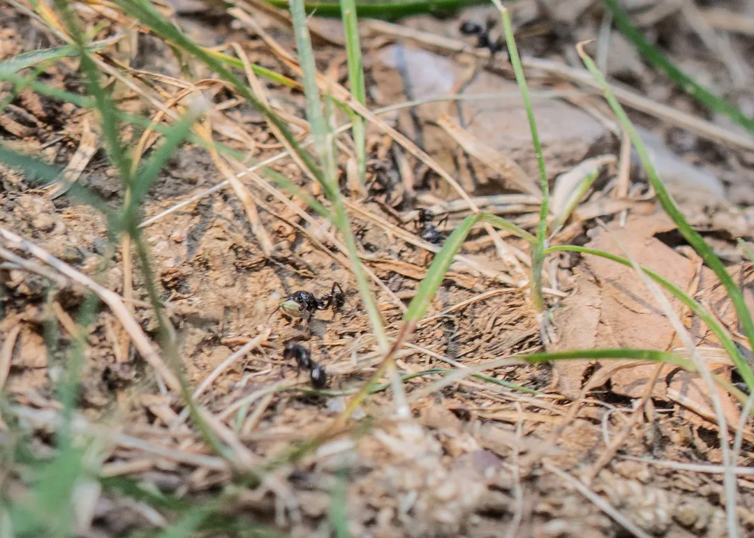 草地铺道蚁真实图片