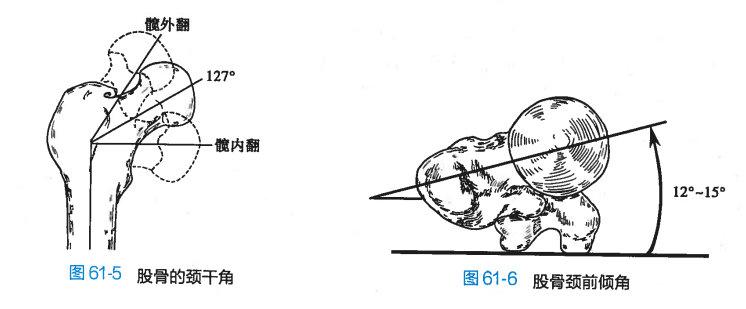 股骨頸有向前的角,稱為前傾角,為12°~15