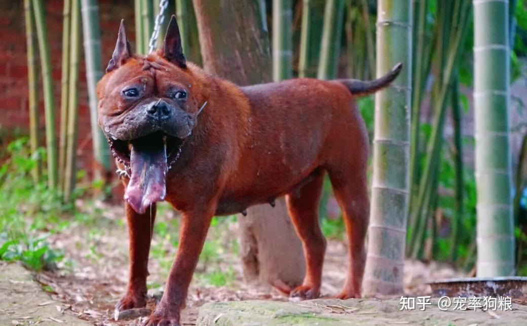 川东猎犬主要分布在四川东部地区,性情凶猛,行动敏捷,长得并不符合大