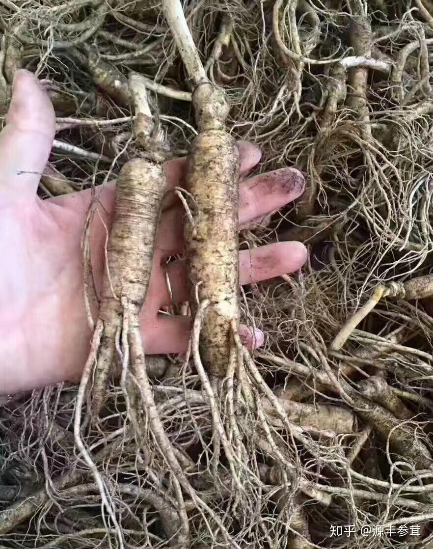 如何分辨人参