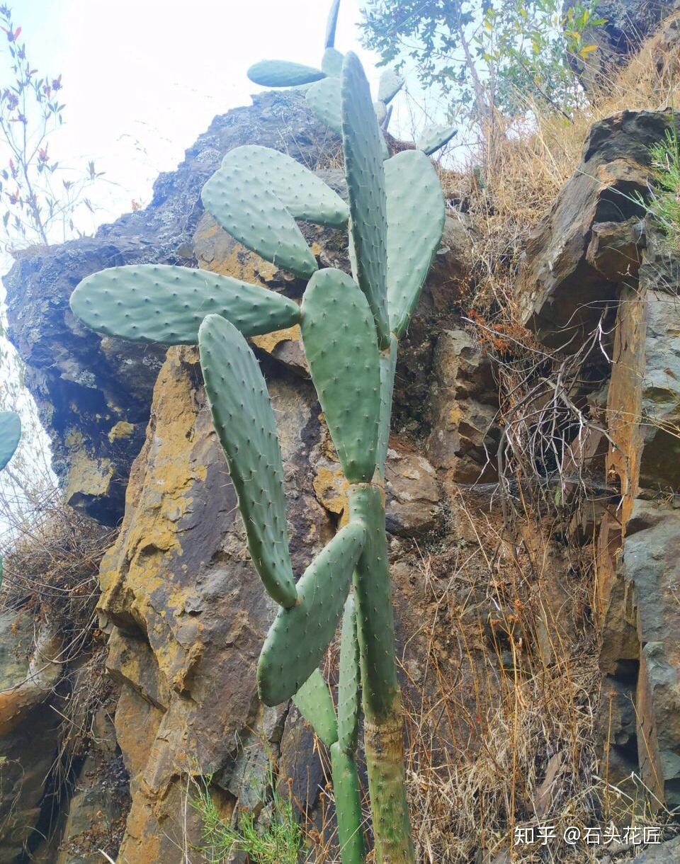 一,了解野生仙人掌