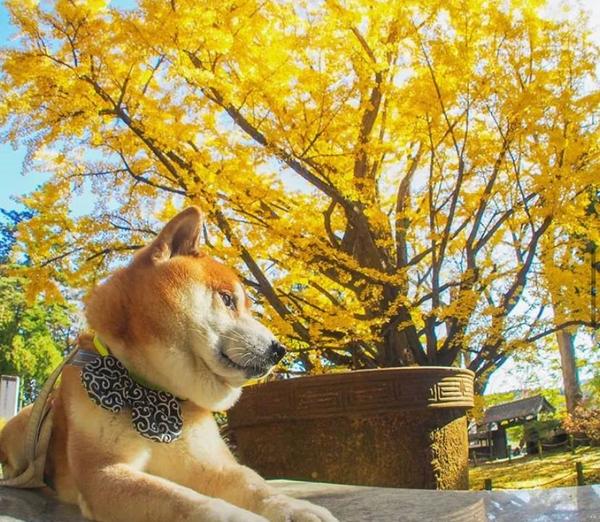 100张柴犬与花的合照 治愈了无数人 愿山河无恙 岁月无殇 知乎