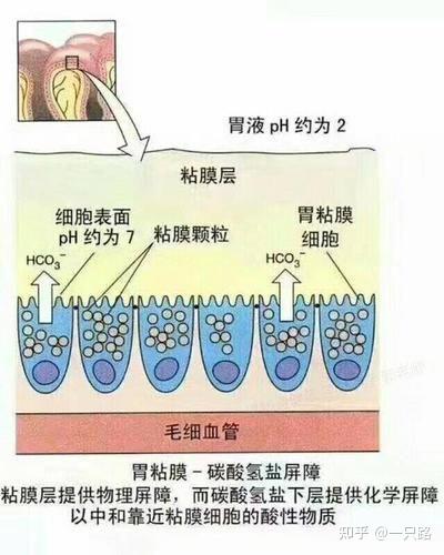 胃部学习笔记 - 知乎