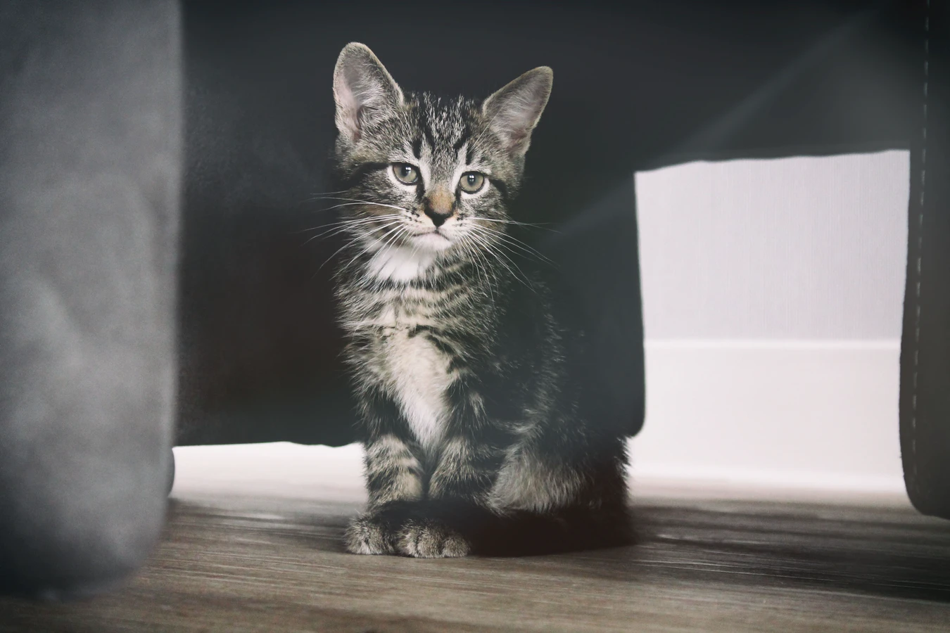 猫也有分离焦虑症吗?