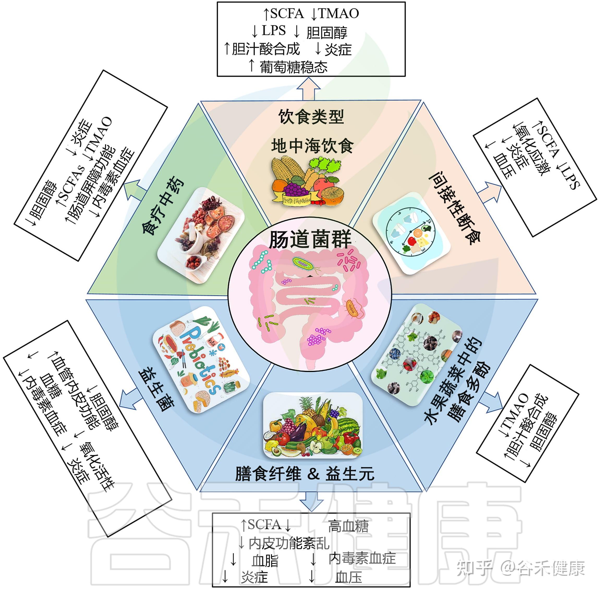 饮食肠道微生物群对心血管疾病的相互作用