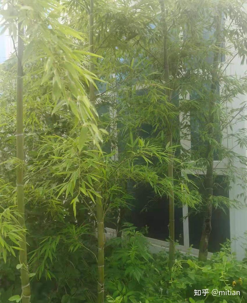 竹类植物识别图鉴(超全),值得珍藏! - 知乎