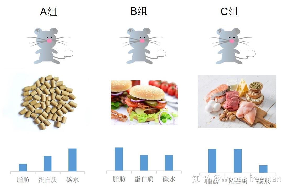 当给这些小鼠喂食所谓的西方高脂肪,中蛋白,中碳水饮食时,这些小鼠对