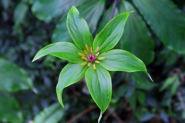 七叶一枝花百病一把抓但这些人忌服