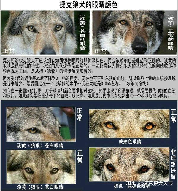 关于捷克斯洛伐克狼犬犬种评定标准