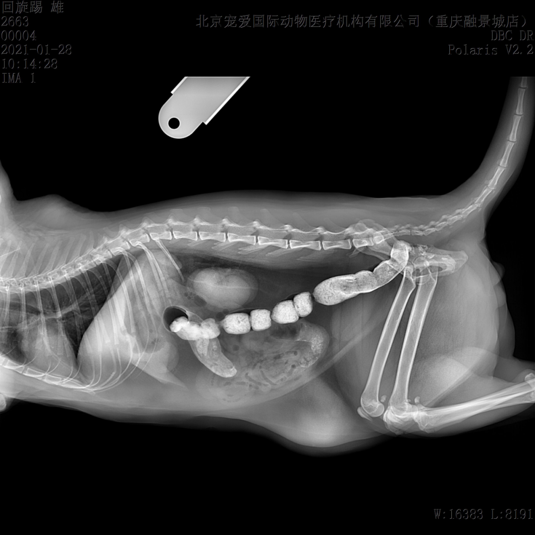 猫咪的「肠梗阻」常见但可能致死,不能延误治疗的它应该如何处理?