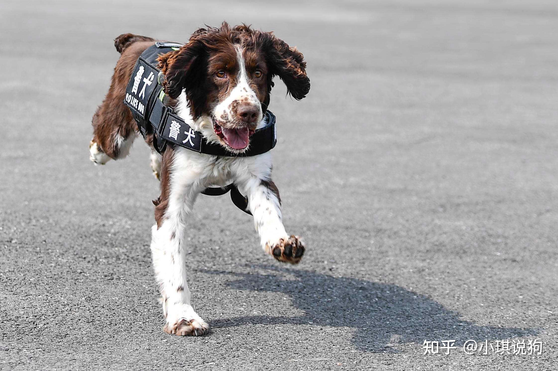 智商堪比边牧的神犬——“史宾格”,的确让人喜欢! - 知乎
