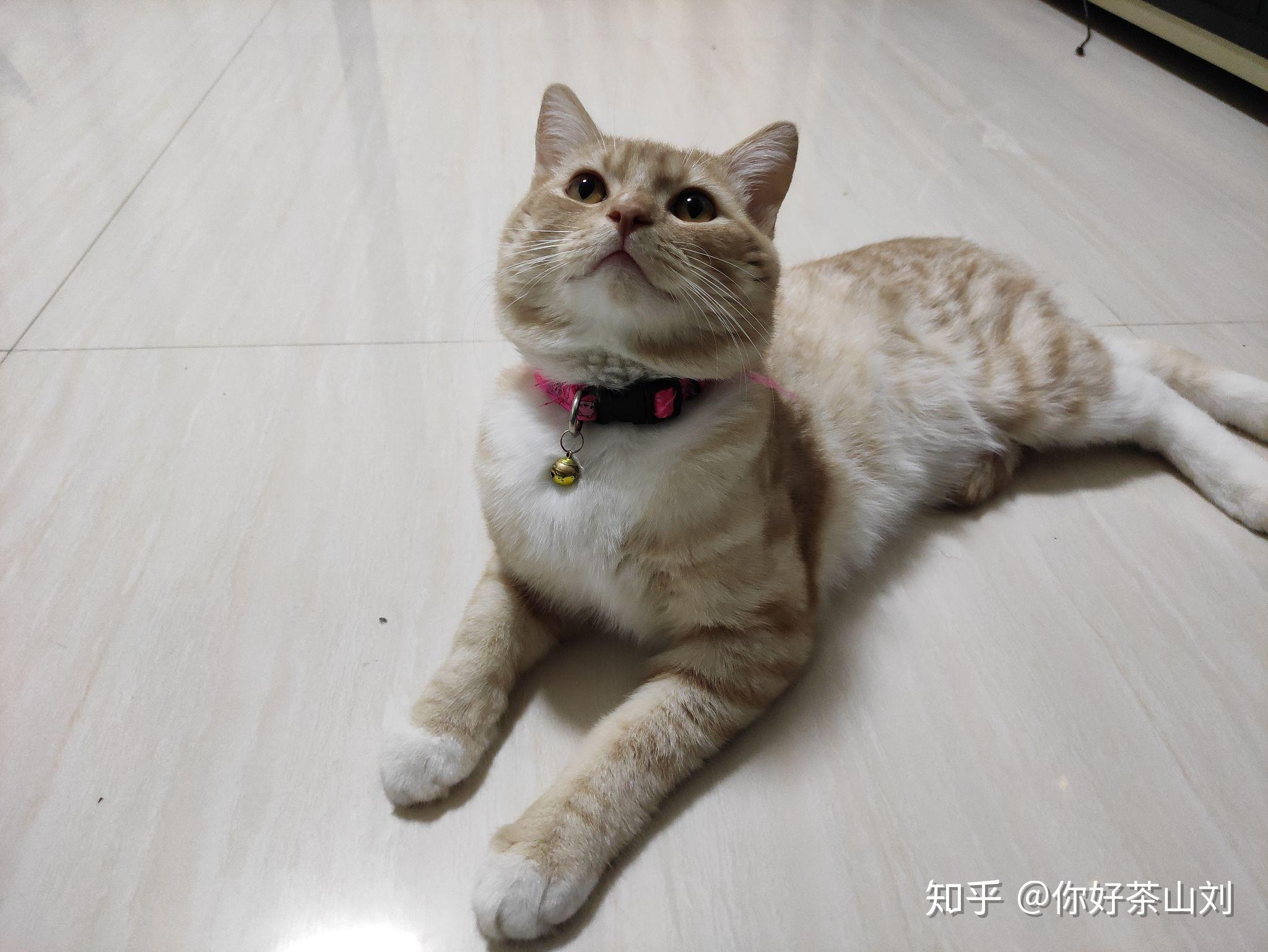 求鉴定猫的品种,这是凯米尔色美短吗? - 知乎