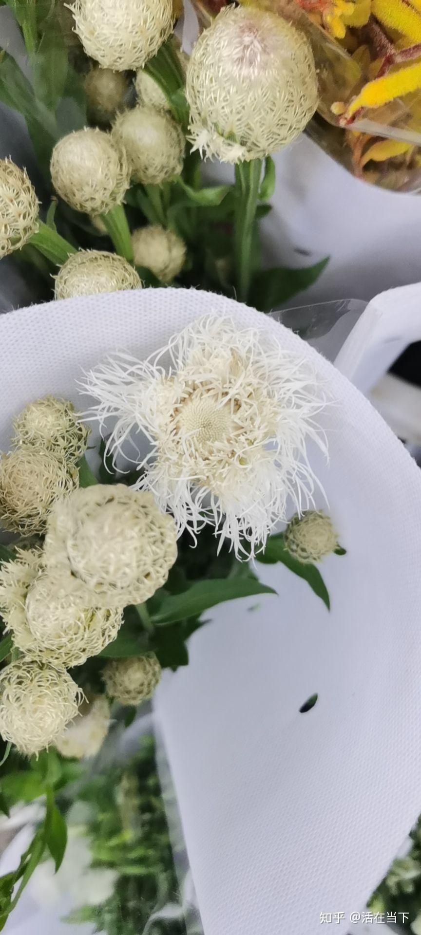 斗南花市鸟巢菊