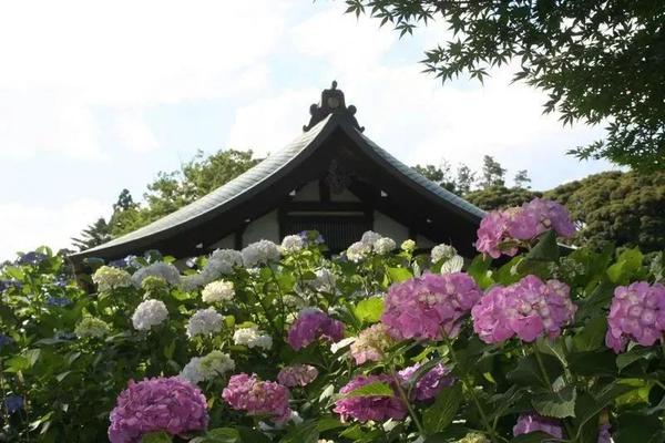 樱花的季节过去 是时候轮到紫阳花开场啦 知乎