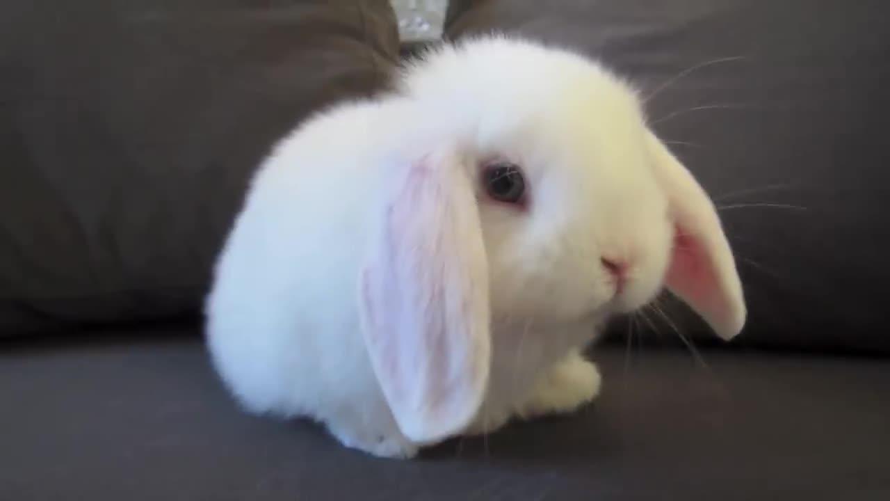 猛男必看只有五天大的兔兔你见过吗