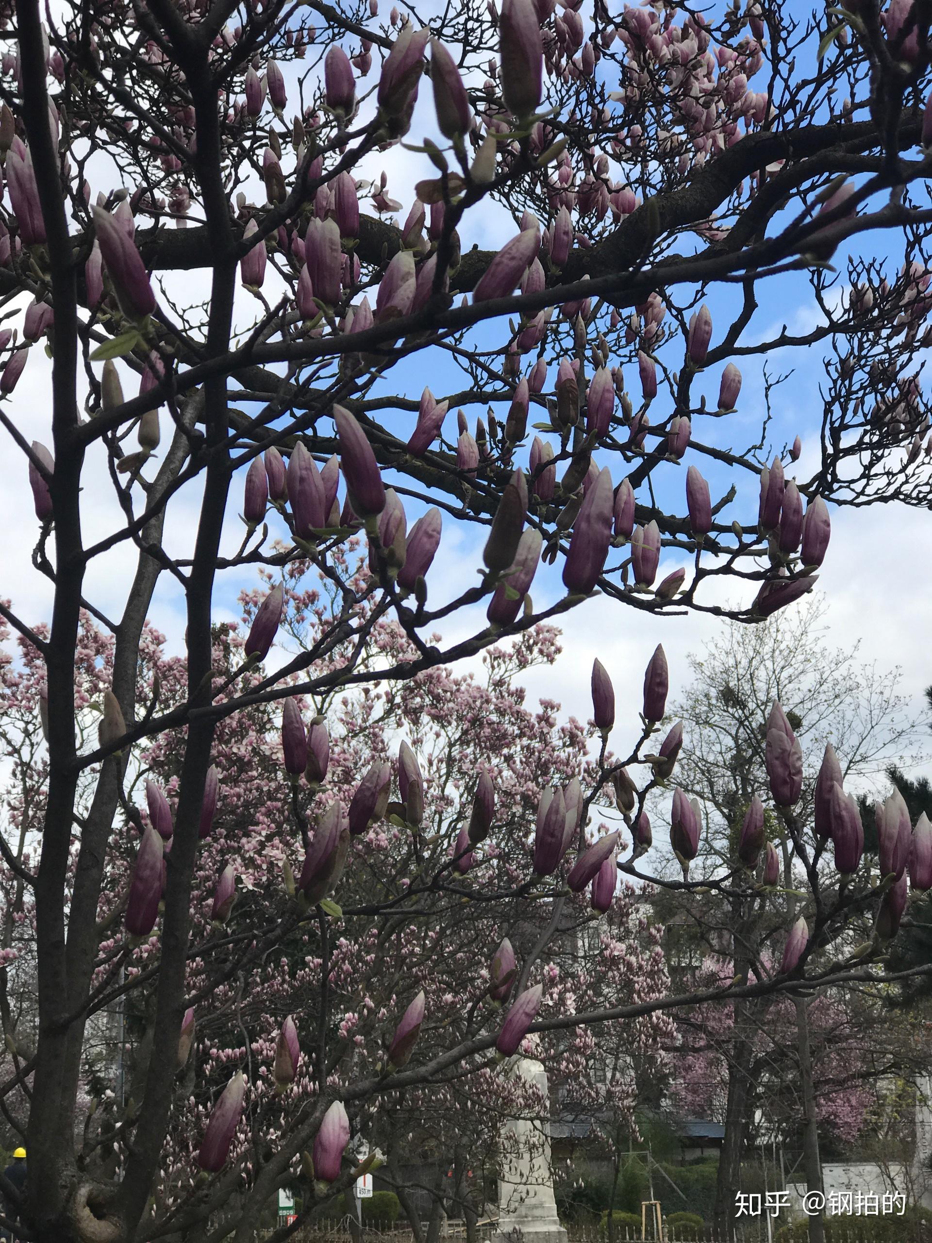 枝头春意馨香玉兰