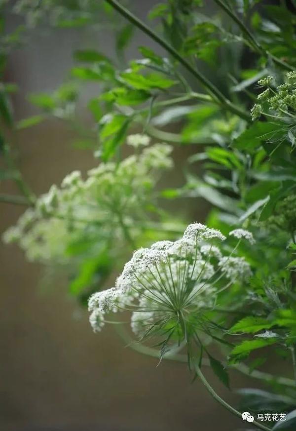 护花使者手册 爱它就好好呵护它 知乎