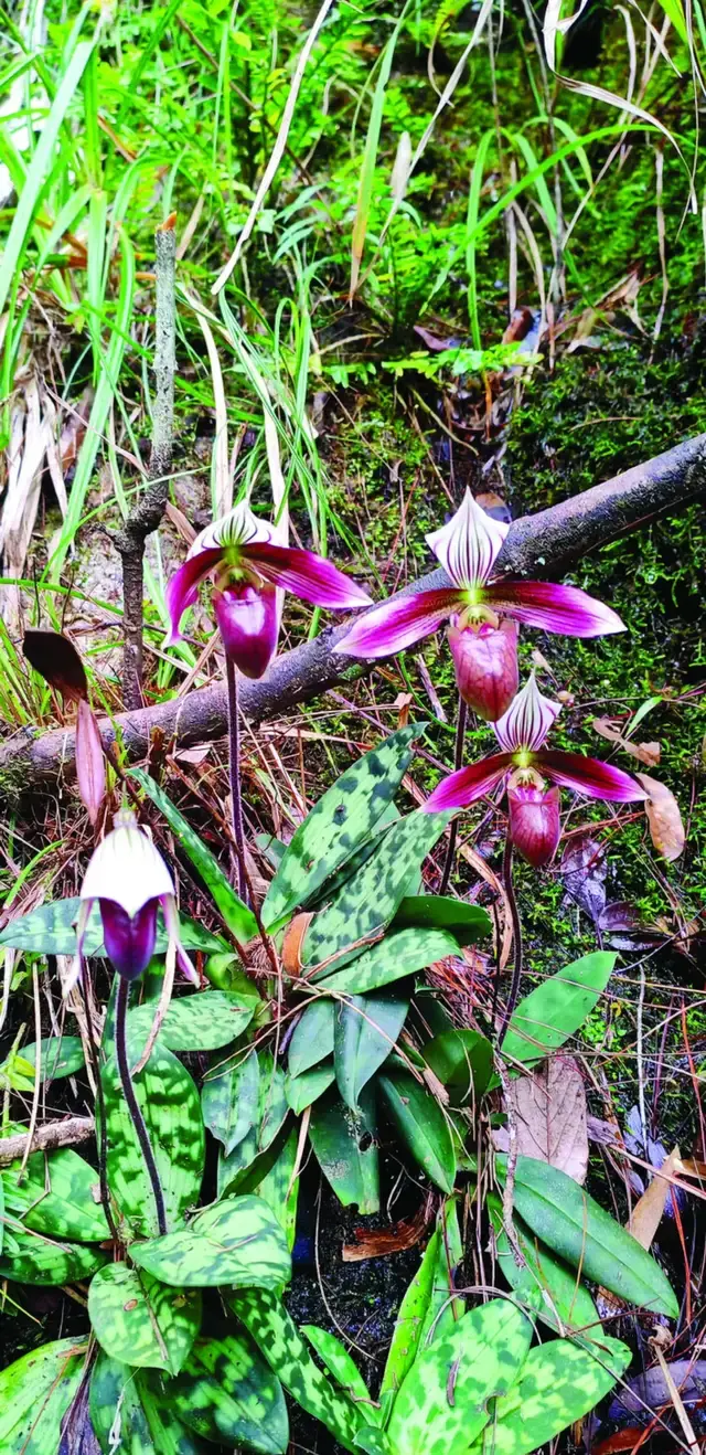 兰花赏析:它是国家一级保护植物,野采,很“刑”! - 知乎