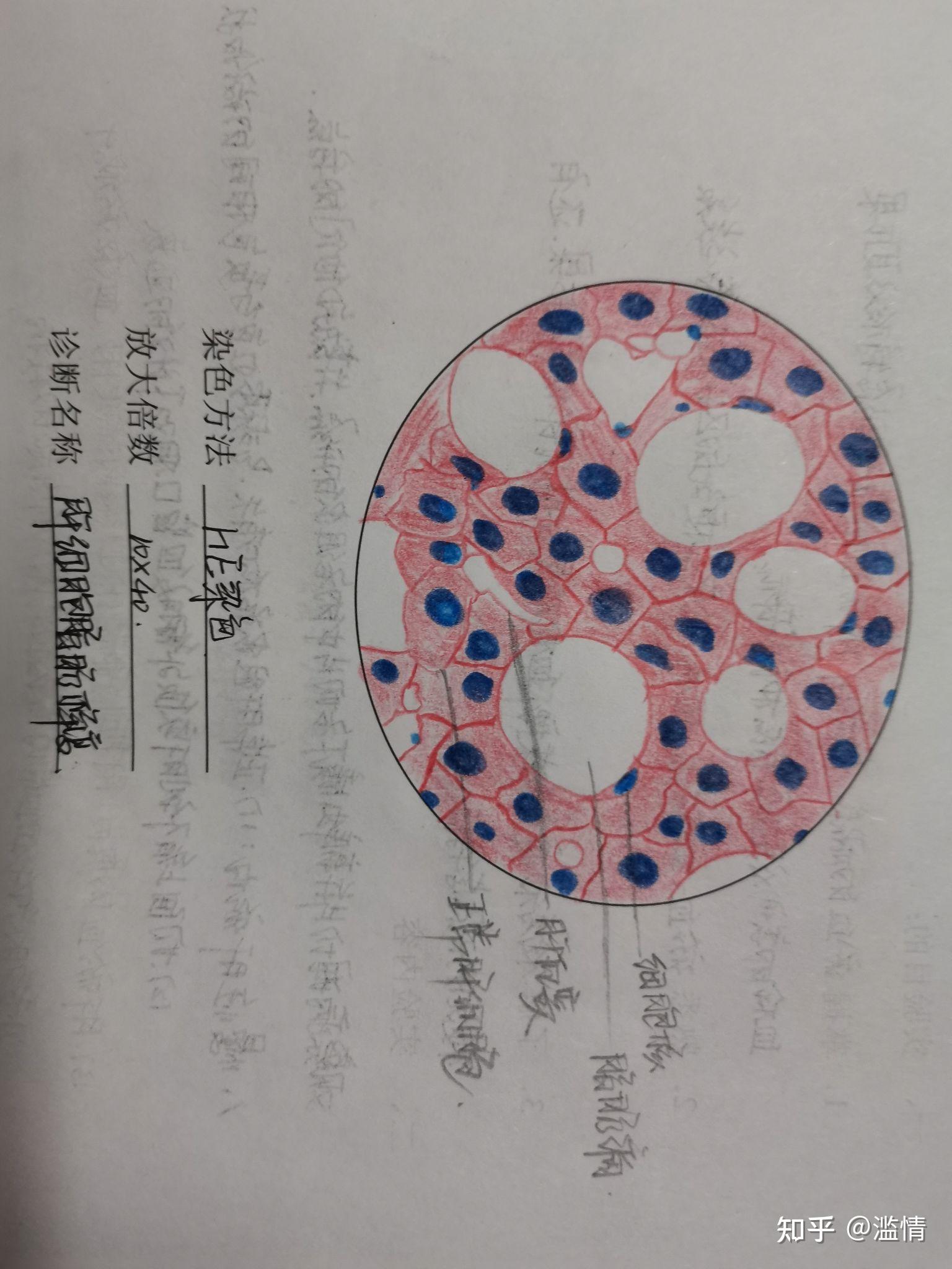 脂肪细胞he染色手绘图图片