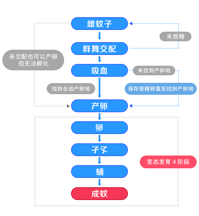 蚊子从交配-吸血-产卵全流程图及视频详解