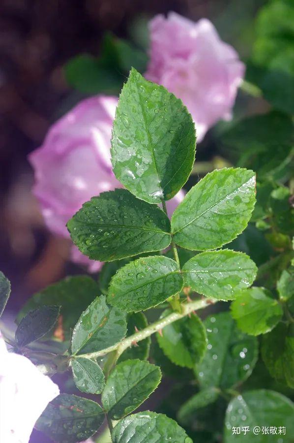 生态客自然观察【分科识花图鉴】32 蔷薇科 b 蔷薇亚科(下) - 知乎