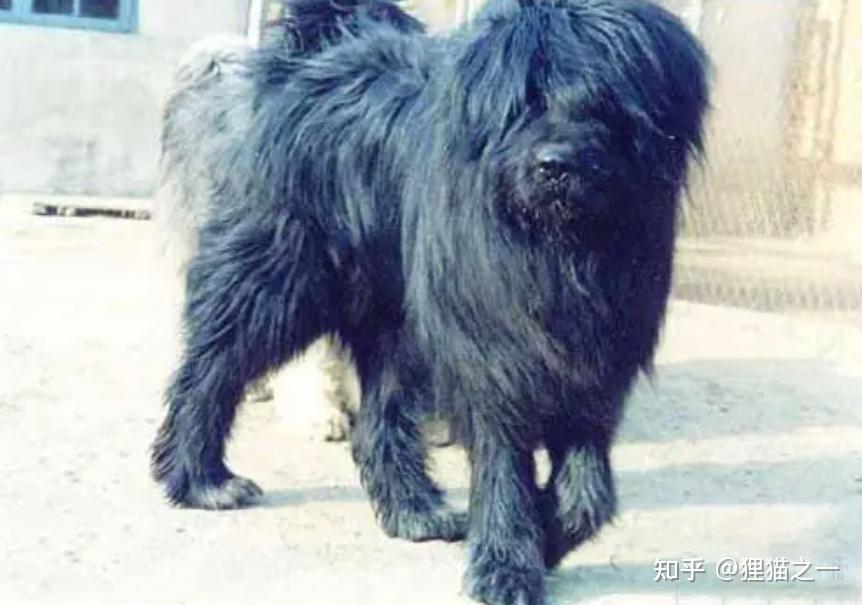 被人遗忘的藏狮！是比藏獒还凶猛的中华犬种，藏民心中的“神犬” - 知乎