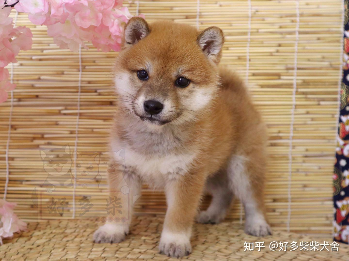 我想买一只柴犬,最好去哪里买呢?