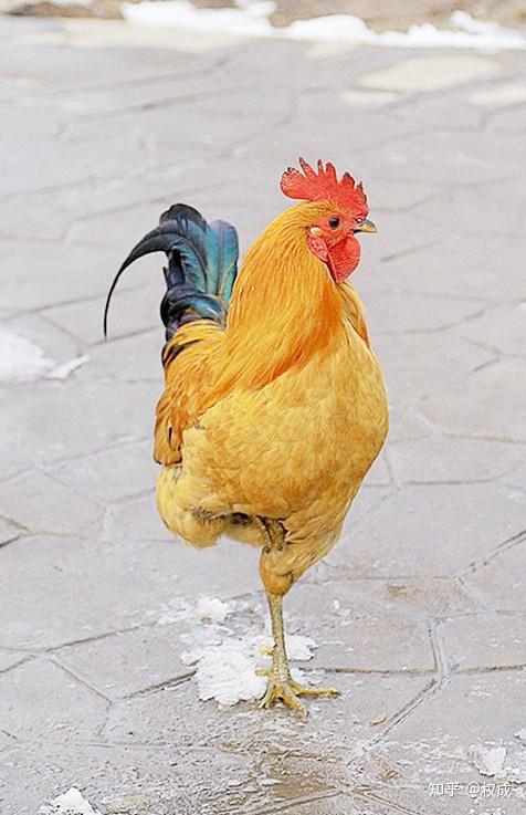 寒鸡独立雄鸡一唱天下白2 人赞同了该文章山西常有心意六合拳传承人权