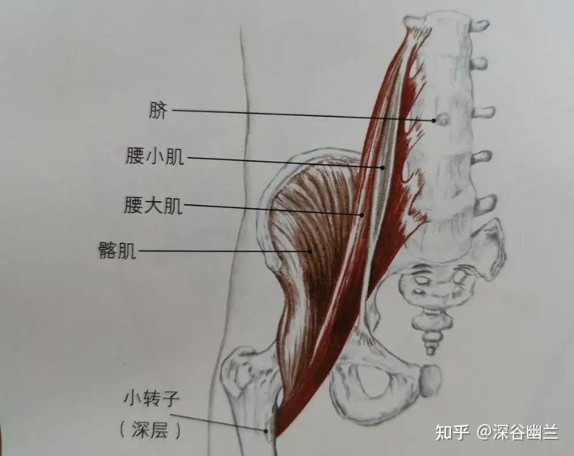 筋膜链前深线图片