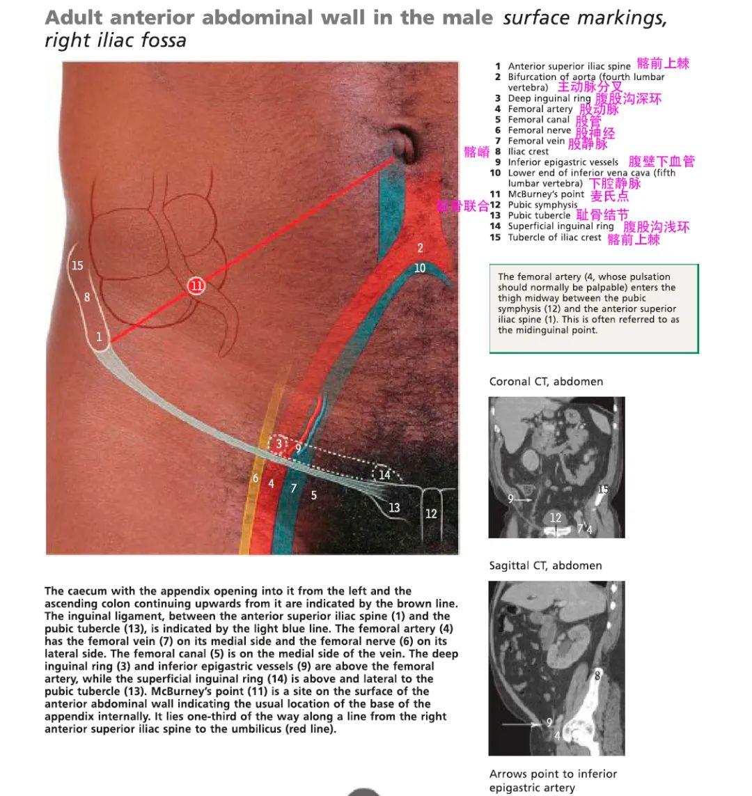 腹股沟管解剖图-千图网