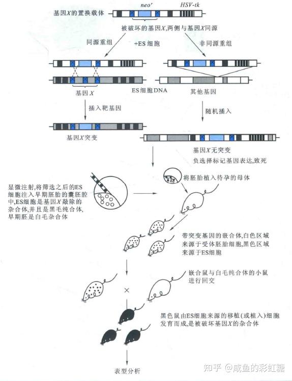 主要包括構建重組基因載體,用電穿孔或顯微注射等方法把重組dna注入