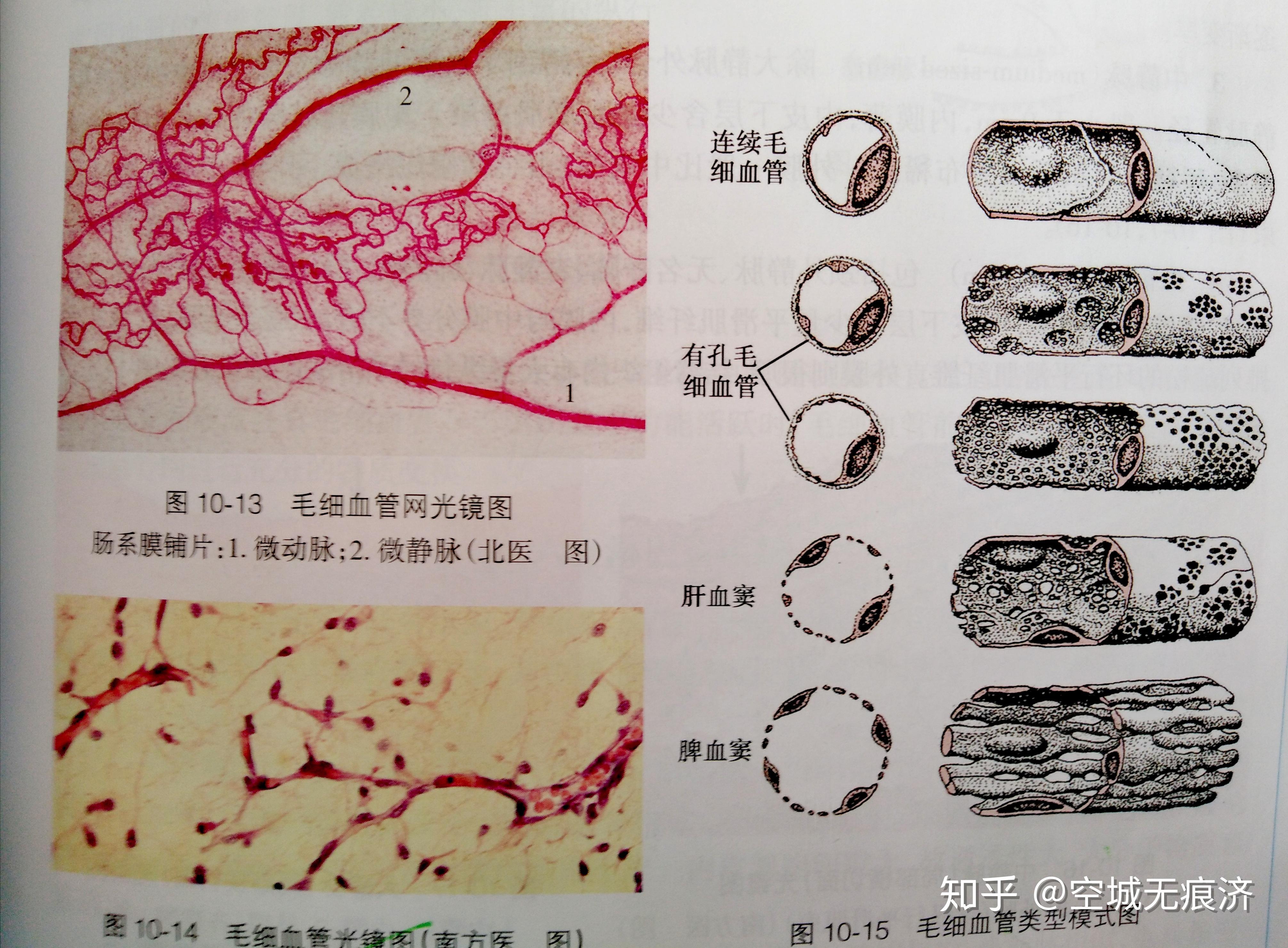 组织学与胚胎学重点3 - 知乎