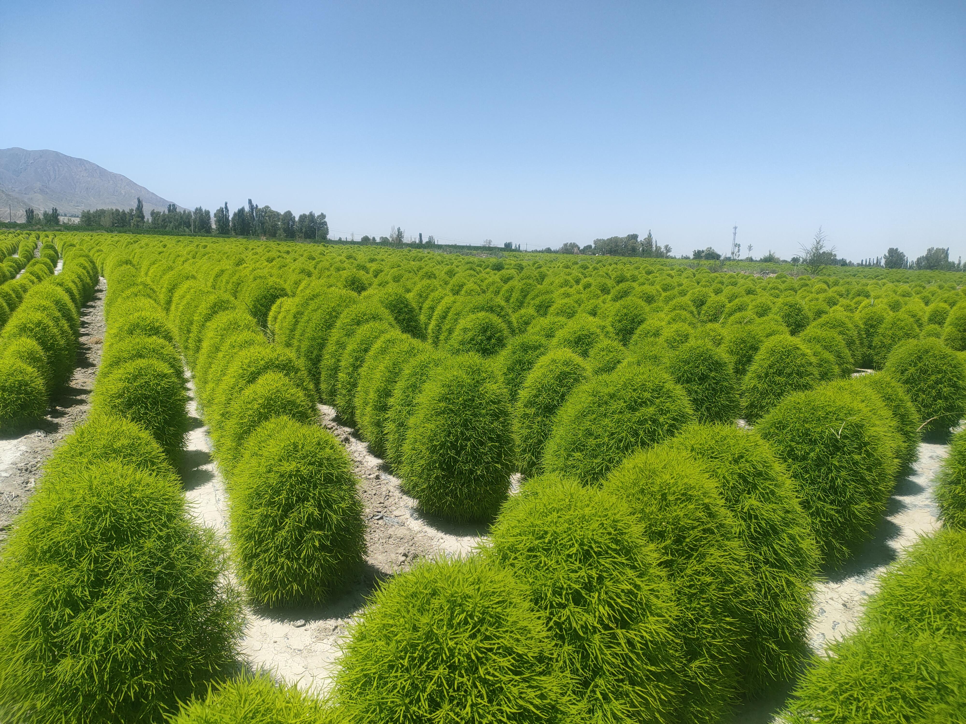 地肤-细叶绿绒球 - 知乎