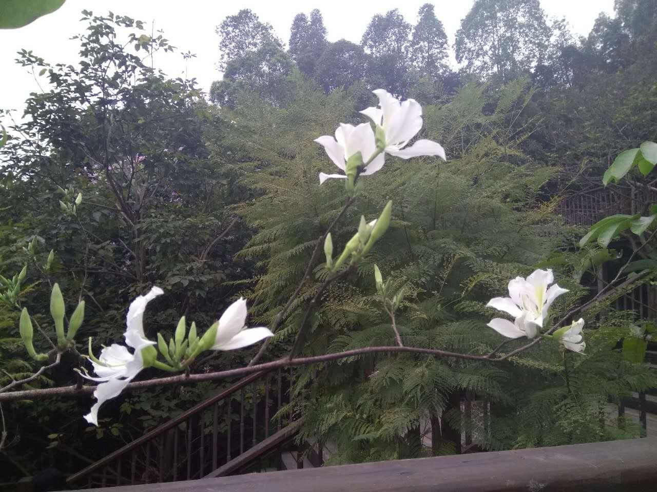 萬花叢中過片葉不沾身