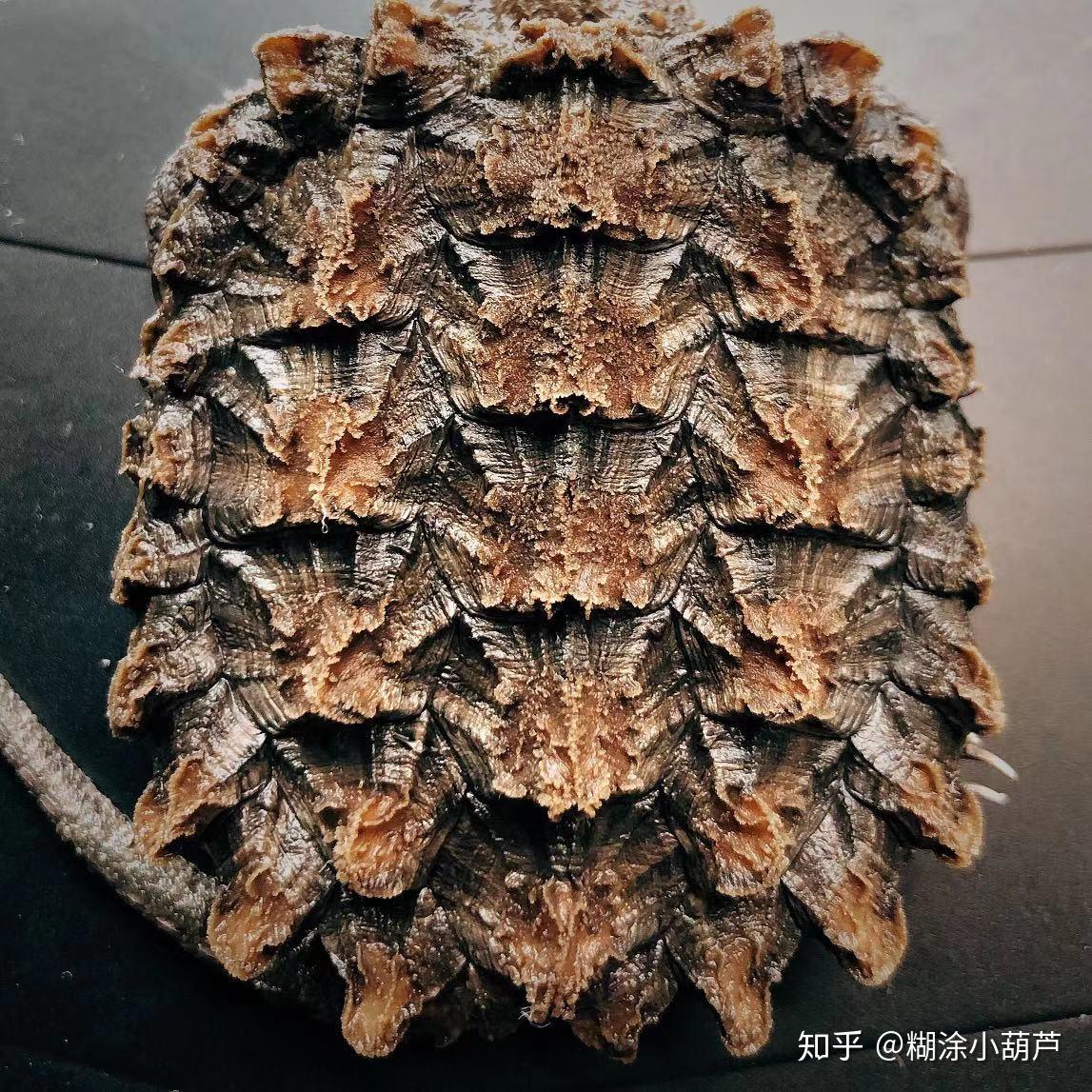 《百龟图》之真鳄龟