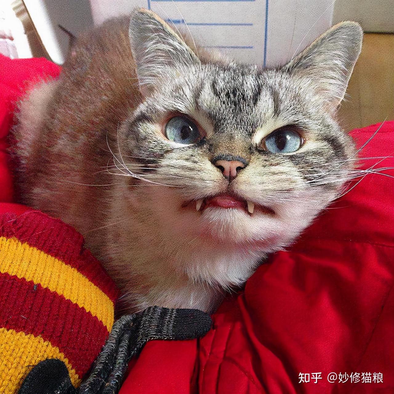 猫咪有这些表现,是"恨你入骨",别不明白