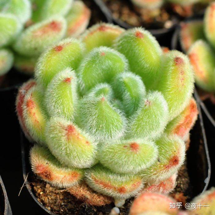 多肉补全计划锦司晃