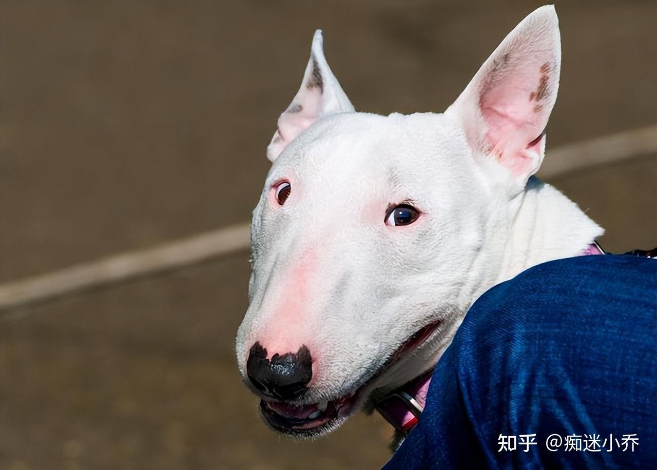 这些长相奇特的狗狗网友这样太奇葩了吧