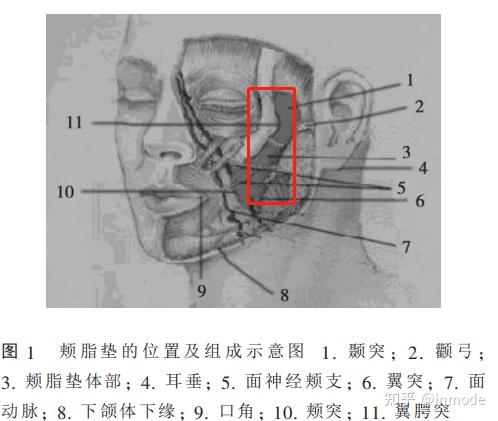 咬肌之后,颊肌浅面,向上延伸到翼腭窝,向下进入翼下颌间隙