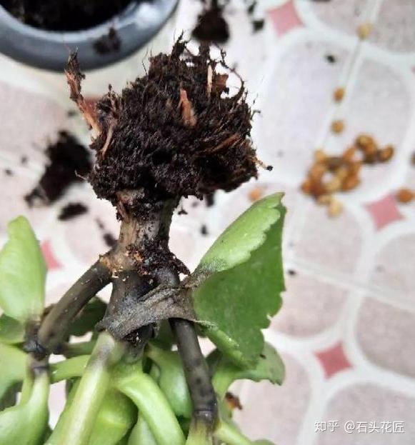 7月天气热养长寿花君子兰最容易烂根学会3步再生根