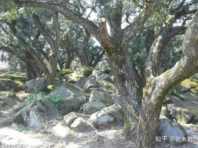 珍稀濒危物种|原产我国的6种特有榧树的辨识区别 - 知乎