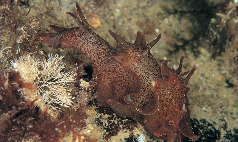 动物篇6软体动物门上